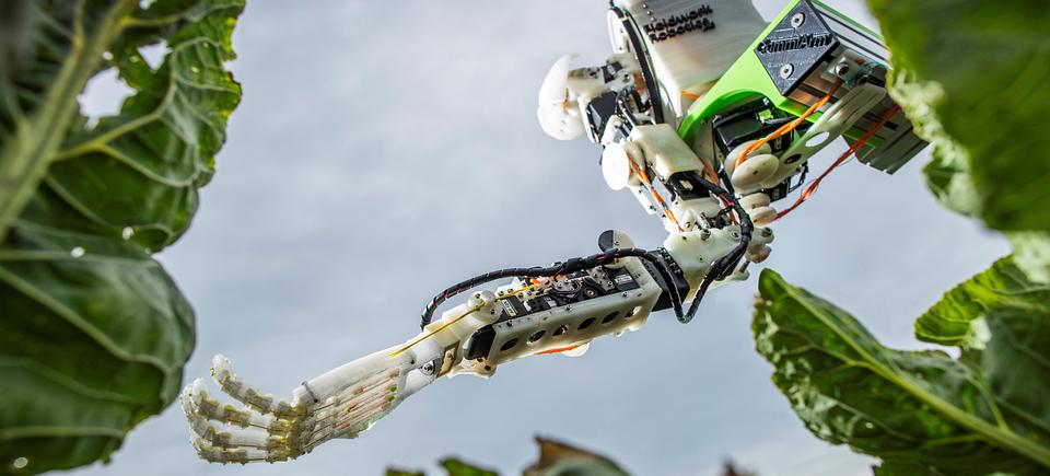 University spinout company to begin development of a new cauliflower-harvesting robot