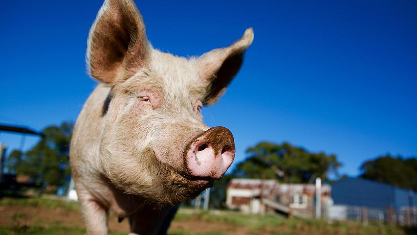 University researchers to tackle drug-resistant disease that jumps from pigs to humans