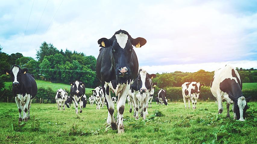 Research grant to develop vaccine for mastitis in cows