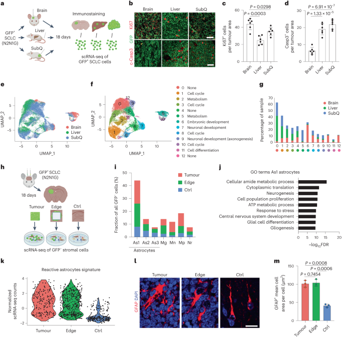 Crosstalk between small-cell lung cancer cells and astrocytes mimics brain development to promote brain metastasis