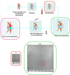 Expansion microscopy of trichomonads