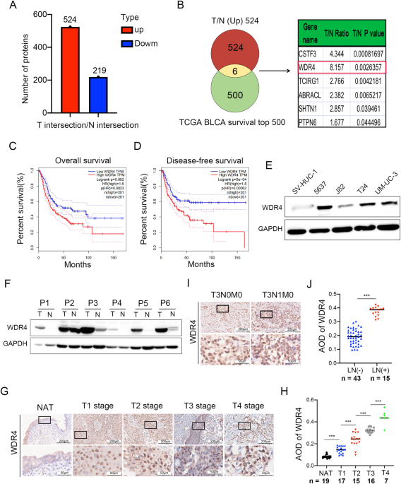 WDR4 promotes the progression and lymphatic metastasis of bladder cancer via transcriptional down-regulation of ARRB2