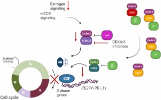 CDK4/6 inhibition in hormone receptor-positive/HER2-negative breast cancer: biological and clinical aspects
