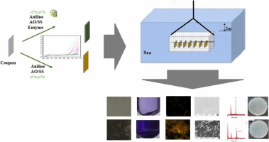 Marine antifouling properties of enzyme modified polyaniline coated stainless steel surface
