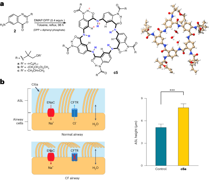 Rigid macrocycles with multiple hydrogen-bond donors for effective anion binding and transport