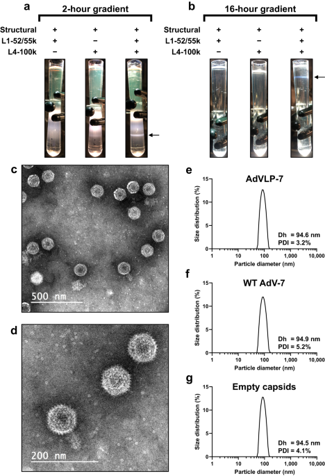 A recombinant virus-like particle vaccine against adenovirus-7 induces a potent humoral response