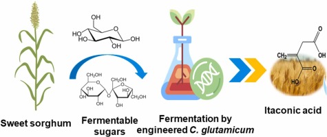 Utilization of sweet sorghum juice as a carbon source for enhancement of itaconic acid production in engineered Corynebacterium glutamicum