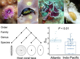 Host specificity of coral-associated fauna and its relevance for coral reef biodiversity
