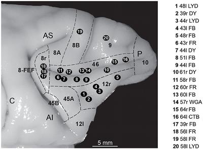 Gradients of thalamic connectivity in the macaque lateral prefrontal cortex