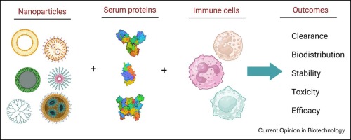 Interactions between nanoparticle corona proteins and the immune system
