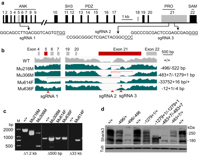Modeling SHANK3-associated autism spectrum disorder in Beagle dogs via CRISPR/Cas9 gene editing