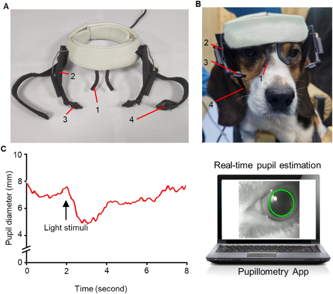Altered pupil responses to social and non-social stimuli in Shank3 mutant dogs