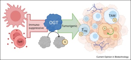 O-GlcNAcylation at the center of antitumor immunity