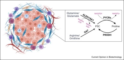Proline metabolism shapes the tumor microenvironment: from collagen deposition to immune evasion