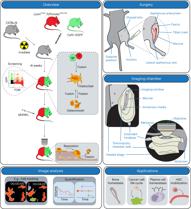 Minimally invasive longitudinal intravital imaging of cellular dynamics in intact long bone