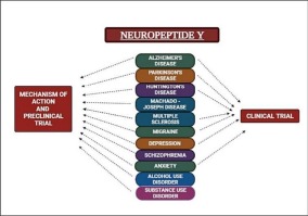 Cross talk about the role of Neuropeptide Y in CNS disorders and diseases