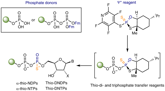 Stereocontrolled access to thioisosteres of nucleoside di- and triphosphates