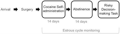 Cocaine intake correlates with risk-taking behavior and affects estrous cycling in female Sprague–Dawley rats