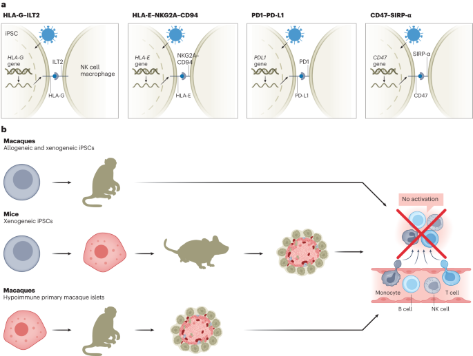 Hypoimmune cells resist rejection in monkeys