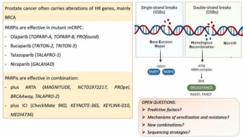 Personalized medicine for metastatic prostate cancer: The paradigm of PARP inhibitors
