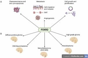 Insights into the molecular roles of FOXR2 in the pathology of primary pediatric brain tumors