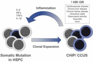 Clonal hematopoiesis and inflammation: A review of mechanisms and clinical implications