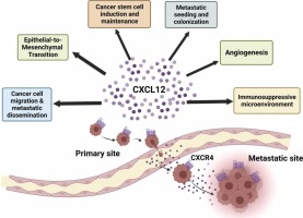 An emerging paradigm of CXCL12 involvement in the metastatic cascade