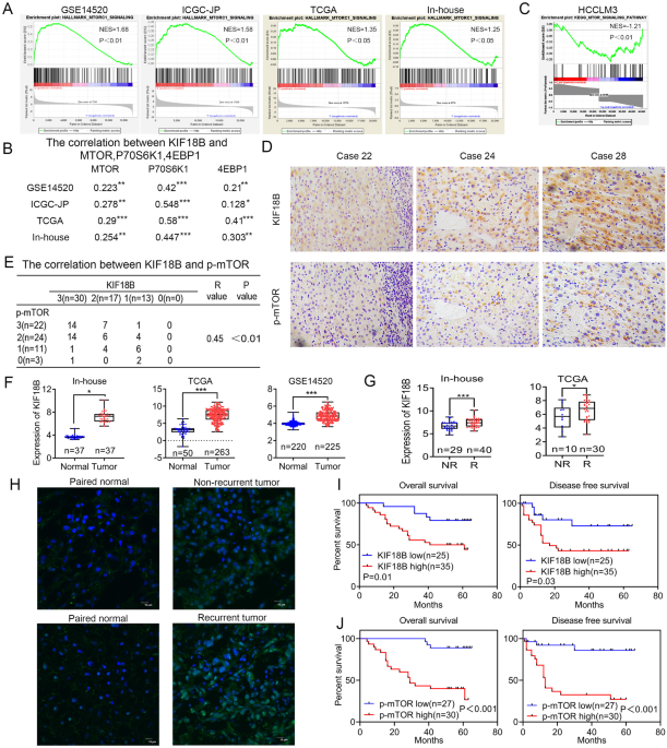 Kinesin family member 18B activates mTORC1 signaling via actin gamma 1 to promote the recurrence of human hepatocellular carcinoma