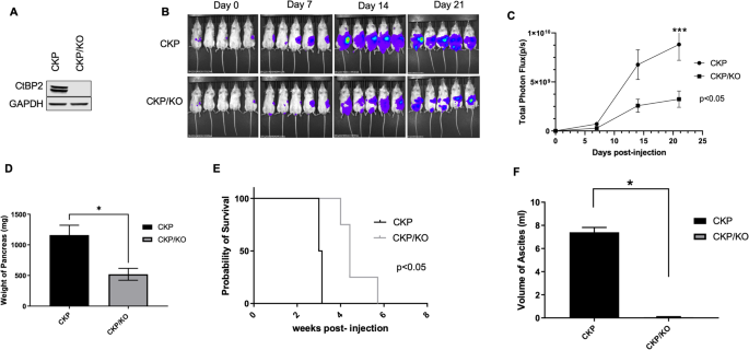 Coordinate transcriptional regulation of ErbB2/3 by C-terminal binding protein 2 signals sensitivity to ErbB2 inhibition in pancreatic adenocarcinoma