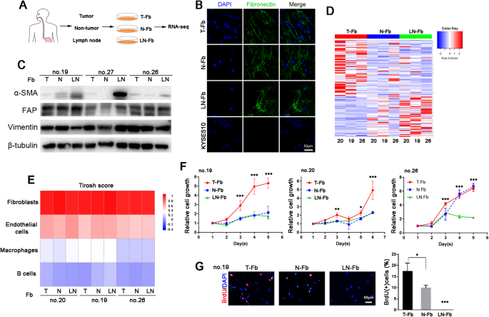 Fibroblasts in metastatic lymph nodes confer cisplatin resistance to ESCC tumor cells via PI16