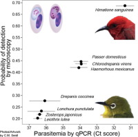 Linking avian malaria parasitemia estimates from quantitative PCR and microscopy reveals new infection patterns in Hawai'i