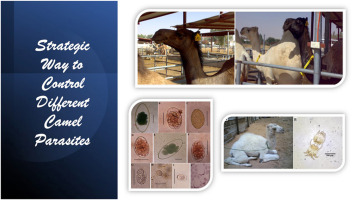 A smart economic way to control camel parasites and improve camel production in Egypt
