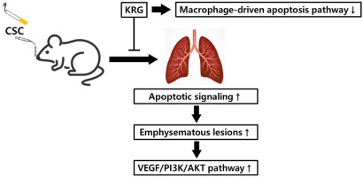 Korean Red Ginseng suppresses emphysematous lesions induced by cigarette smoke condensate through inhibition of macrophage-driven apoptosis pathways