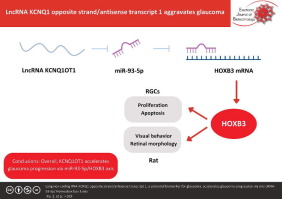 Long non-coding RNA KCNQ1 opposite strand/antisense transcript 1, a potential biomarker for glaucoma, accelerates glaucoma progression via microRNA-93-5p/ Homeobox box 3 axis
