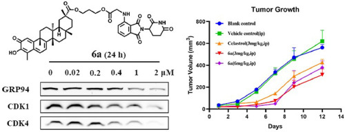 Proteolysis Targeting Chimeras (PROTACs) based on celastrol induce multiple protein degradation for triple-negative breast cancer treatment