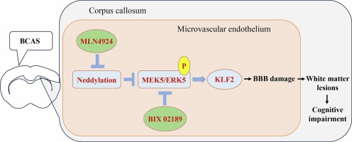 Neddylation in the chronically hypoperfused corpus callosum: MLN4924 reduces blood-brain barrier injury via ERK5/KLF2 signaling