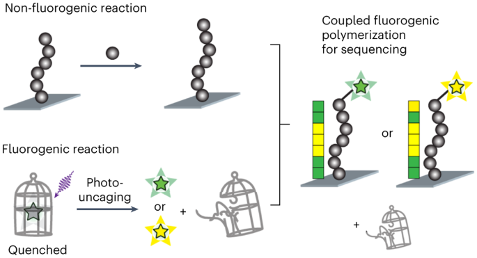 Optical sequencing of single synthetic polymers