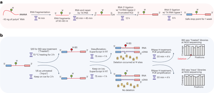 BID-seq for transcriptome-wide quantitative sequencing of mRNA pseudouridine at base resolution