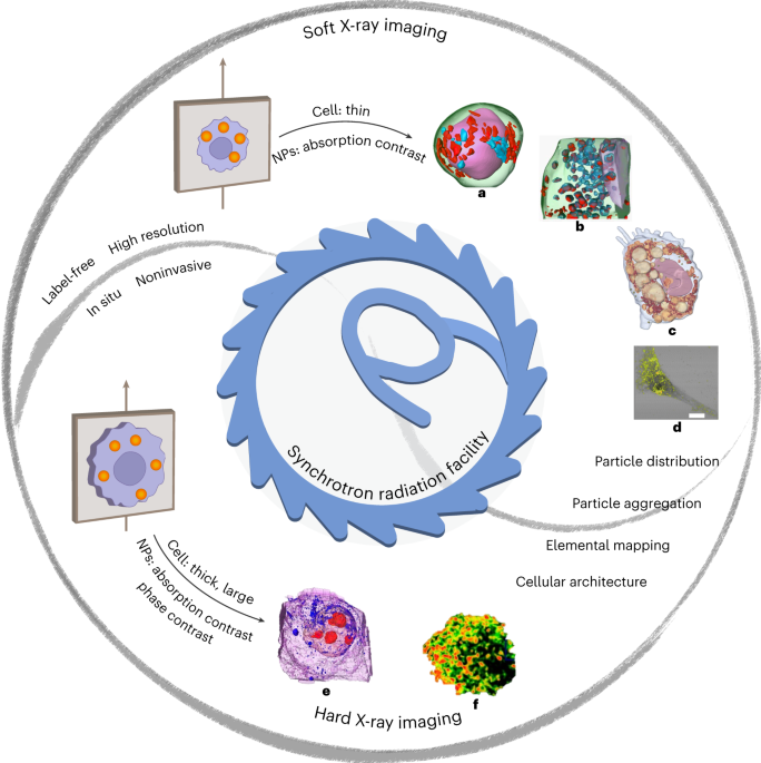 In situ label-free X-ray imaging for visualizing the localization of nanomedicines and subcellular architecture in intact single cells