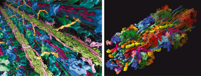 Revealing the structure of the cardiac myosin filament