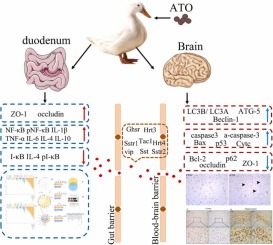 Arsenic induced neurotoxicity in the brain of ducks: The potential involvement of the gut-brain axis