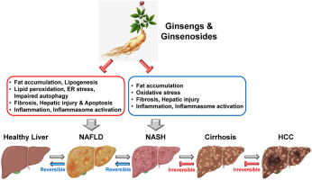 Pharmacological potential of ginseng and ginsenosides in nonalcoholic fatty liver disease and nonalcoholic steatohepatitis