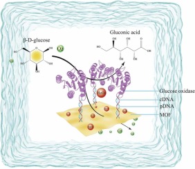 DNA flexible chain modified MOFs as a versatile platform for chemoenzymatic cascade reactions in glucose catalysis