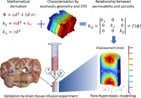 Porosity-permeability tensor relationship of closely and randomly packed fibrous biomaterials and biological tissues: Application to the brain white matter
