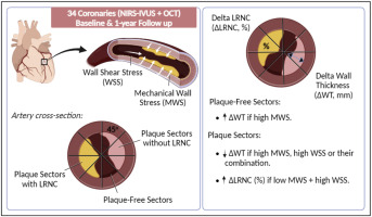 Mechanical wall stress and wall shear stress are associated with atherosclerosis development in non-calcified coronary segments