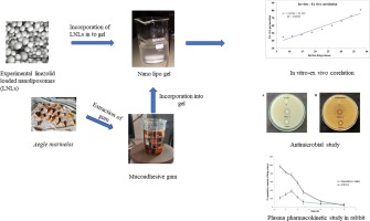 A mucoadhesive nanolipo gel containing Aegle marmelos gum to enhance transdermal effectiveness of linezolid for vaginal infection: In vitro evaluation, in vitro-ex vivo correlation, pharmacokinetic studies
