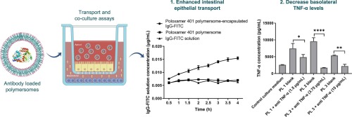 Polymersomes for protein drug delivery across intestinal mucosa