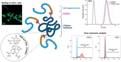 Tumor-specific targeting of polymer drug delivery systems with recombinant proteins bound via tris(nitrilotriacetic acid)