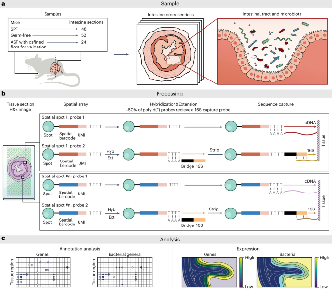Spatial host–microbiome sequencing reveals niches in the mouse gut