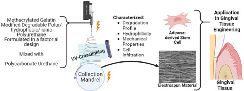 Electrospun methacrylated natural/synthetic composite membranes for gingival tissue engineering